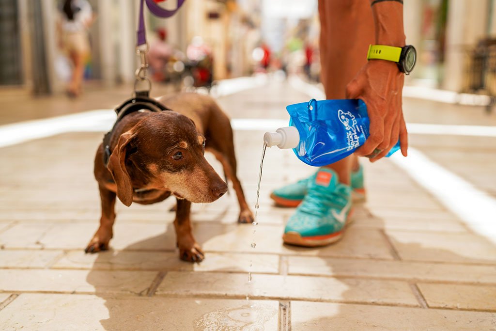 El Ayuntamiento repartirá más de 2.000 botellas para limpiar la orina de los perros