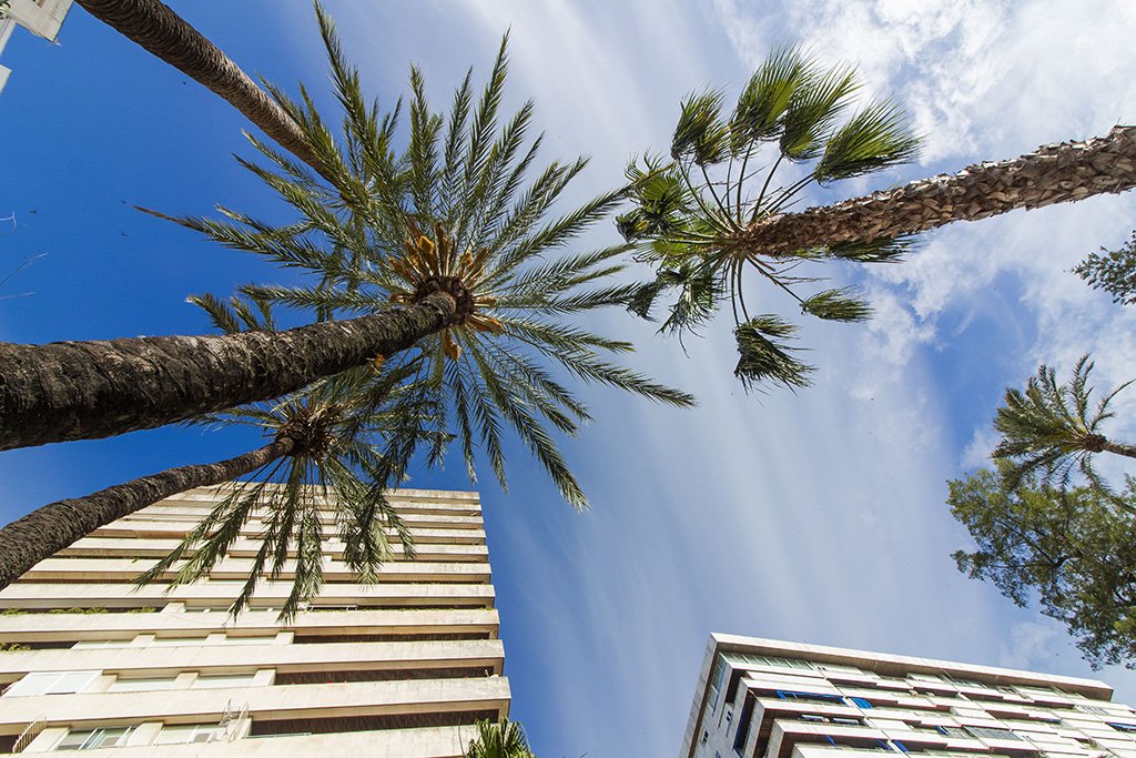 Huelva neutraliza la plaga del Picudo Rojo en las palmeras