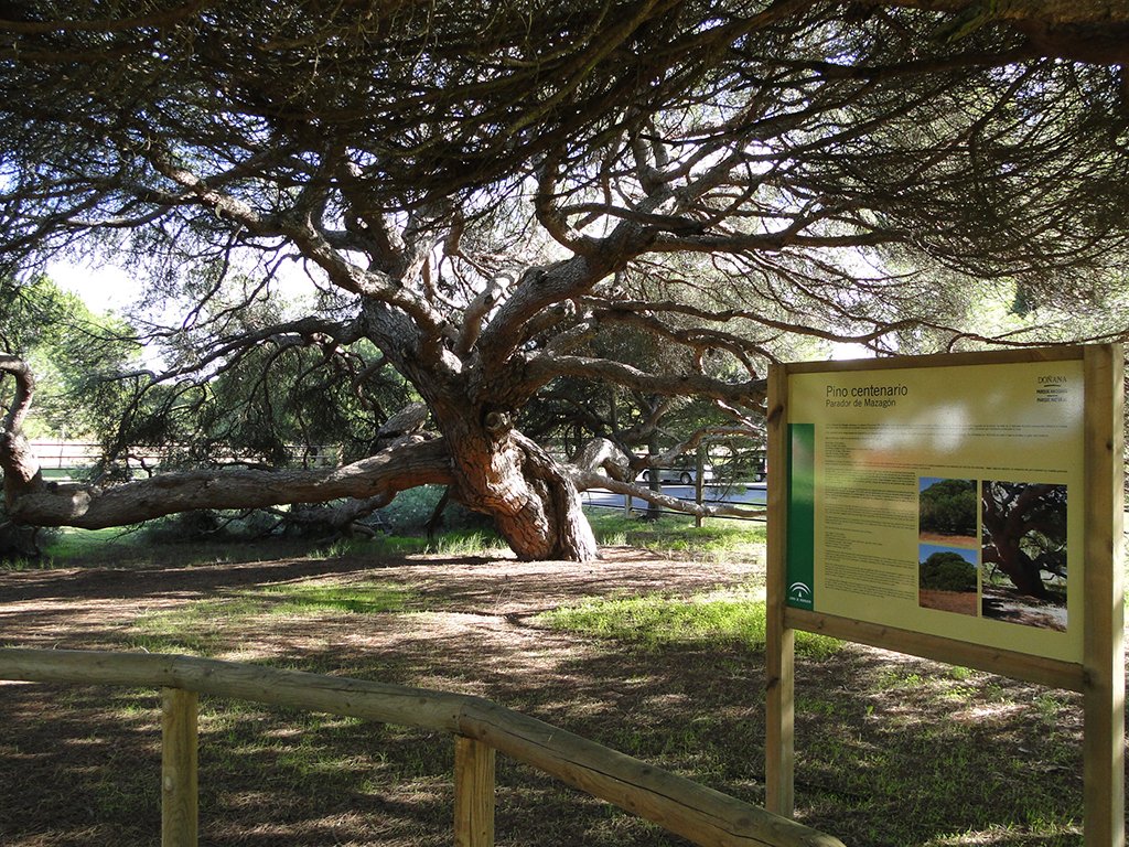 Últimos días para votar al Pino Centenario de Mazagón como árbol europeo del año