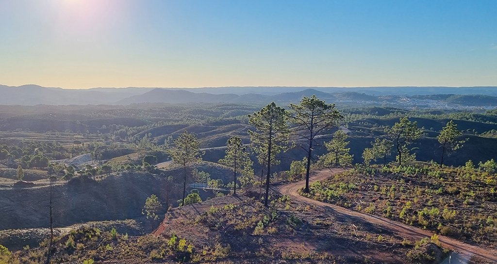 Atalaya planta más de 80.000 árboles en cinco años para revitalizar los bosques de su entorno