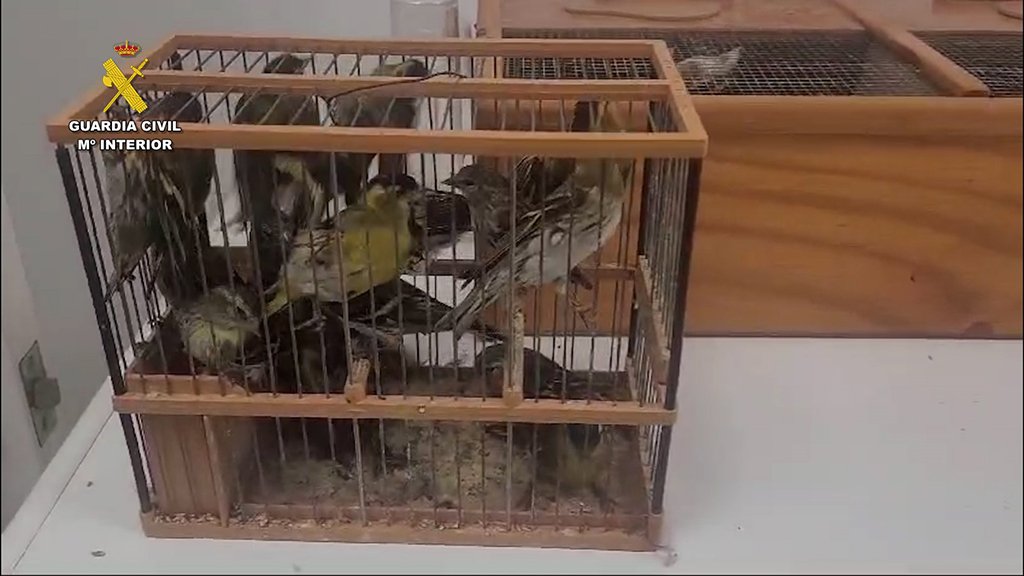 Localizan unas 100 aves protegidas en el ferry Huelva-Canarias