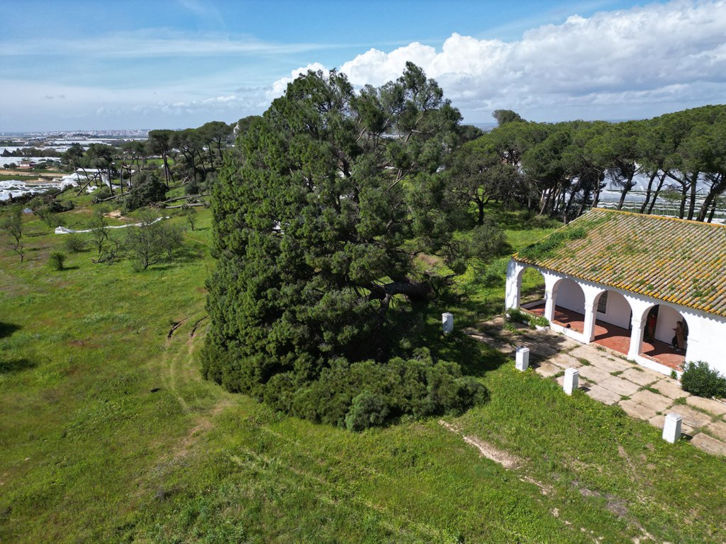 Los temporales dañan gravemente el histórico pino de Fuentepiña de Moguer